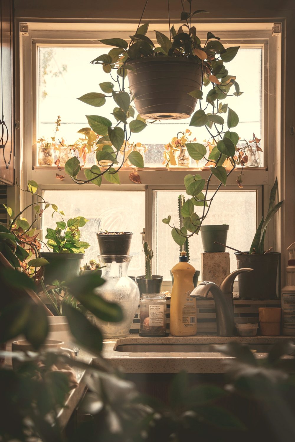 Vasos de plantas alinhados no peitoril de uma janela, em contraluz